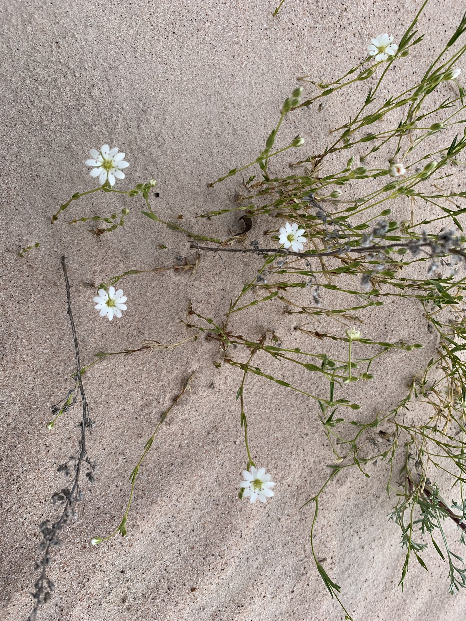 Stellaria longipes ssp. arenicola