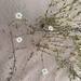 Stellaria longipes arenicola - Photo (c) ericaalexx, osa oikeuksista pidätetään (CC BY-NC)