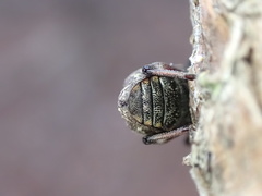 Hylobius aliradicis image
