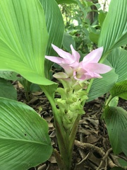 Curcuma australasica