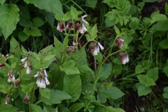 Symphytum grandiflorum