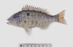 Lethrinus genivittatus