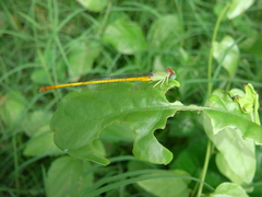 Ceriagrion