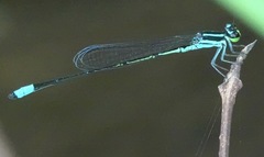 Argiocnemis rubescens