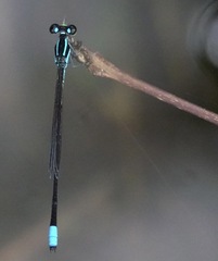 Argiocnemis rubescens