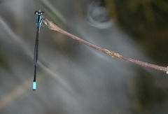 Argiocnemis rubescens