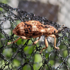 Pelororhinus transversus