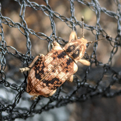 Pelororhinus transversus