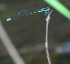 Argiocnemis rubescens