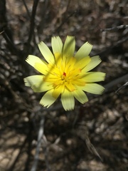 Malacothrix glabrata