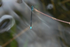 Argiocnemis rubescens