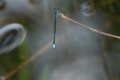 Argiocnemis rubescens