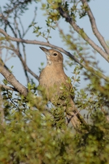 Pseudoseisura gutturalis