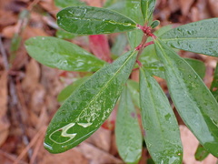 Cliftonia monophylla