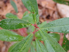 Cliftonia monophylla