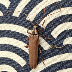 Uracanthus maleficus