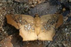 Ctenoptilum vasava