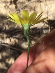 Malacothrix glabrata