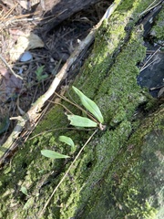 Lepisorus thunbergianus