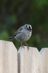 Zonotrichia leucophrys