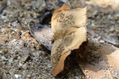 Ctenoptilum vasava