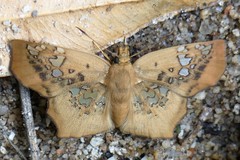Ctenoptilum vasava
