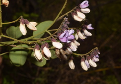 Dalbergia lanceolaria