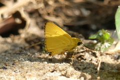 Cupitha purreea