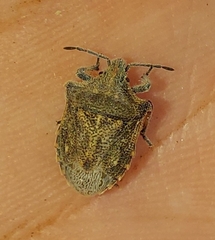 Prionosoma podopioides