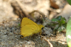 Cupitha purreea
