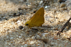 Cupitha purreea