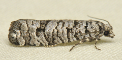 Retinia gemistrigulana