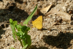 Cupitha purreea