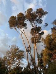 Eucalyptus cladocalyx