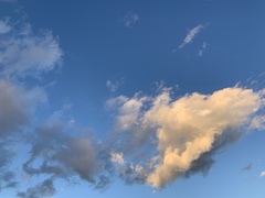 Eucalyptus cladocalyx