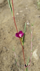 Clarkia purpurea