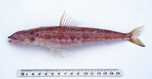 Indian lizardfish (Synodus indicus) — Synodontidae — 3