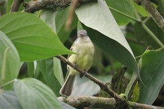 Tolmomyias sulphurescens