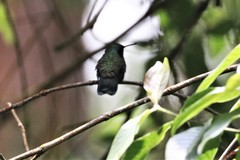 Colibri cyanotus