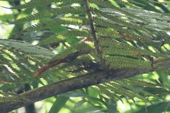 Cranioleuca curtata