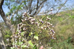 Dalbergia lanceolaria