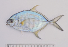 Ferdauia ferdau