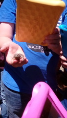 Phrynosoma