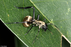 Myrmecotypus iguazu