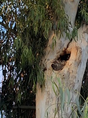 Eucalyptus cladocalyx