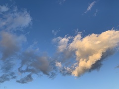 Eucalyptus cladocalyx