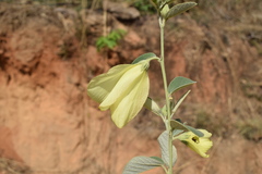 Decaschistia crotonifolia