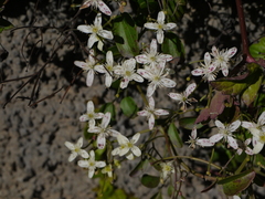 Clematis heynei