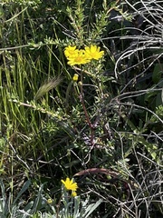 Senecio californicus