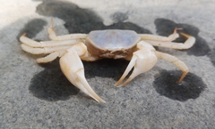 Typhlocarcinus